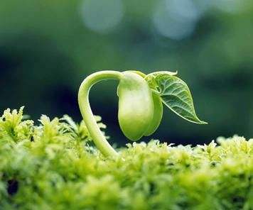 化肥成分分类_广西土肥分类_硝酸磷肥有味道吗