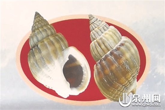 食用织纹螺中毒症状_织纹螺期货_泉州织纹螺旺汛期提醒