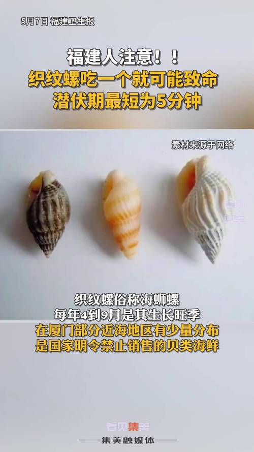 泉州织纹螺旺汛期提醒_织纹螺期货_食用织纹螺中毒症状