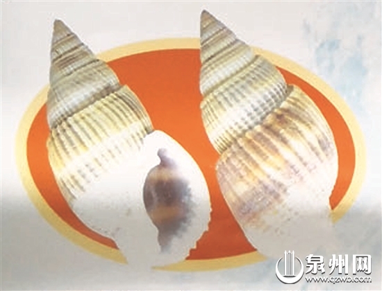 织纹螺期货_食用织纹螺中毒症状_泉州织纹螺旺汛期提醒
