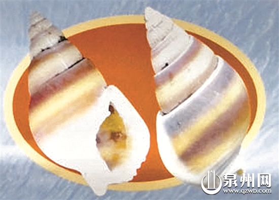 织纹螺期货_泉州织纹螺旺汛期提醒_食用织纹螺中毒症状